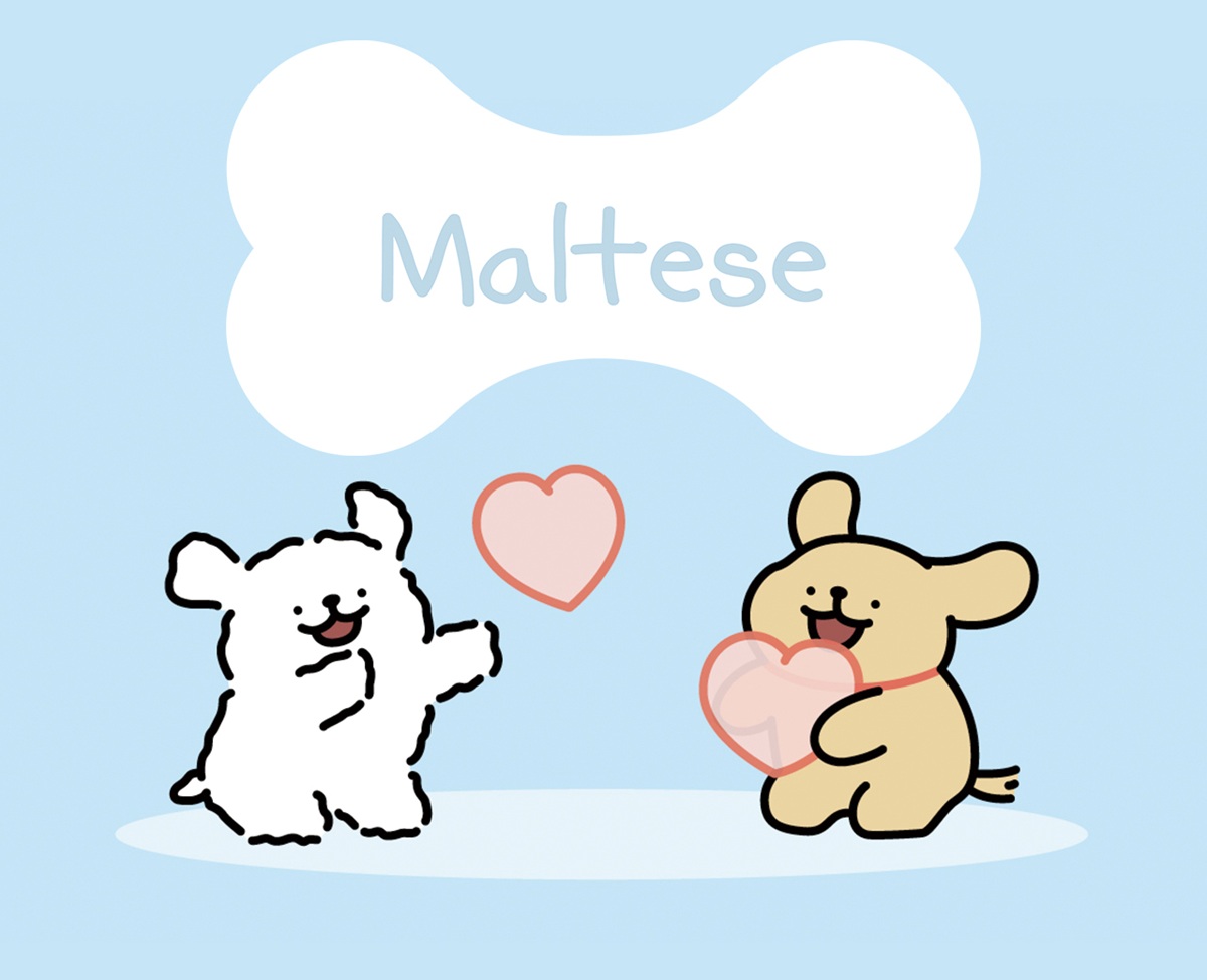 「Maltese｜モルチーズ」